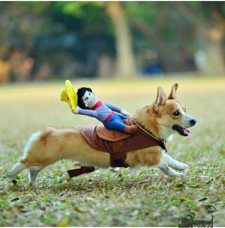 Puppy Cowboy Outfit